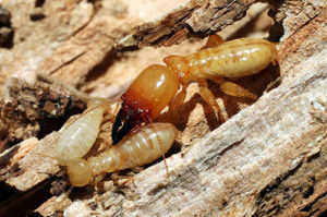 Termites Glendale AZ