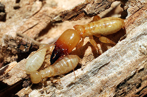 Termite Control in Glendale AZ