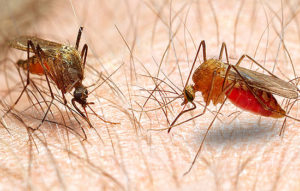 Mosquito Bites Glendale AZ